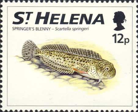 Scartella springeri Scartella springeri