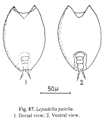 Lepadella patella