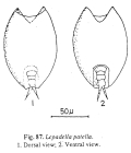 Lepadella patella