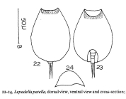 Lepadella patella