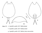 Lepadella patella