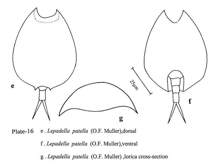 Lepadella patella Lepadella patella