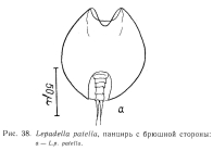 Lepadella patella