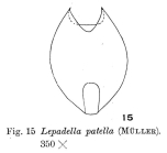 Lepadella patella