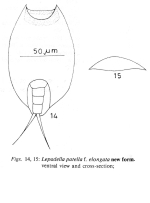 Lepadella patella f. elongata - Original description image