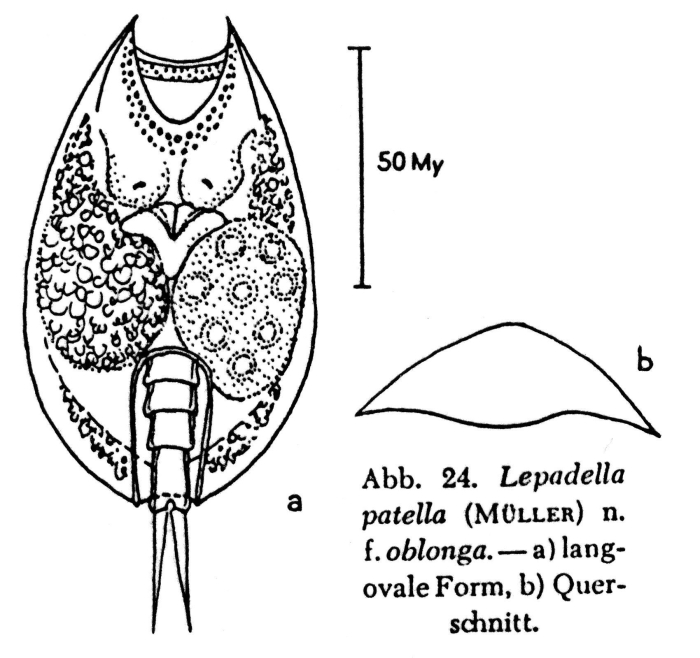 Lepadella patella f. oblonga Lepadella patella f. oblonga