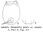 Lepadella patella matudai - Original description image