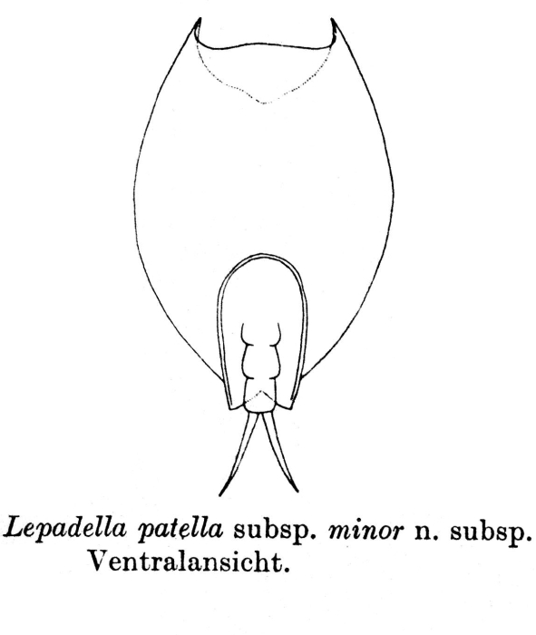 Lepadella patella minor - Original description image