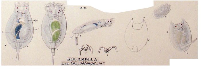 Lepadella patella oblonga Lepadella patella oblonga