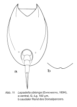 Lepadella patella oblonga