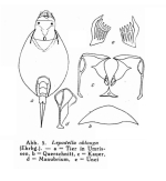 Lepadella patella oblonga