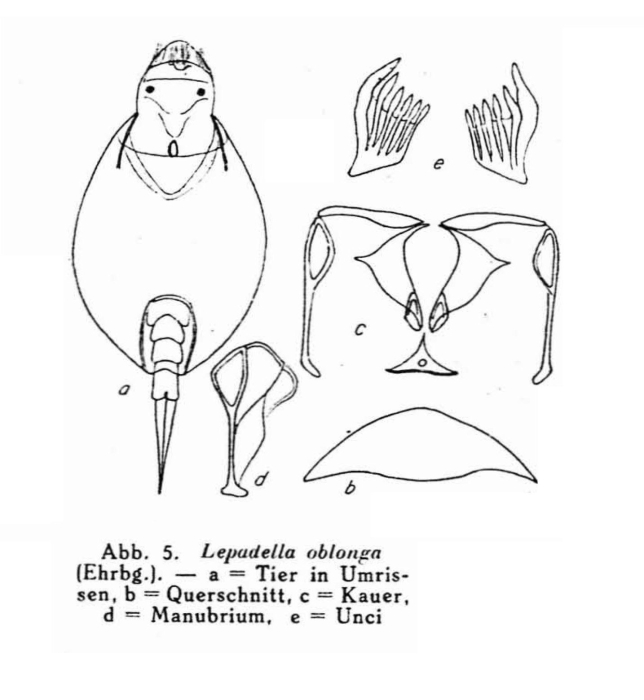Lepadella patella oblonga Lepadella patella oblonga