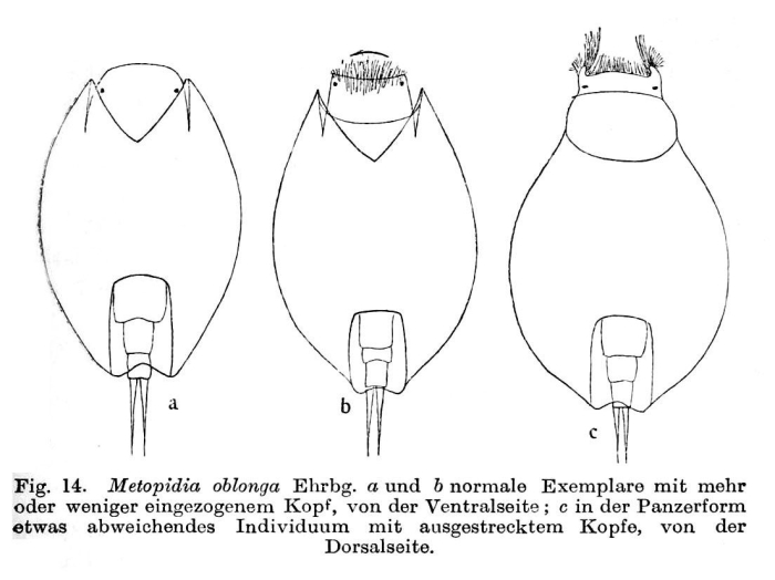 Lepadella patella oblonga Lepadella patella oblonga