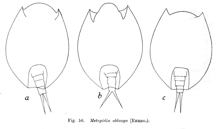 Lepadella patella oblonga Lepadella patella oblonga