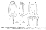 Lepadella patella oblonga