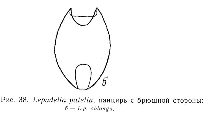 Lepadella patella oblonga Lepadella patella oblonga