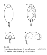Lepadella patella oblonga