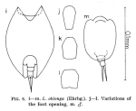 Lepadella patella oblonga