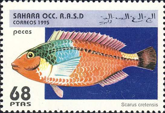 Scarus cretensis Scarus cretensis