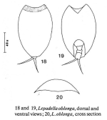 Lepadella patella oblonga