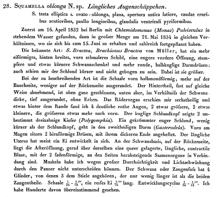 Lepadella patella oblonga - Original description image