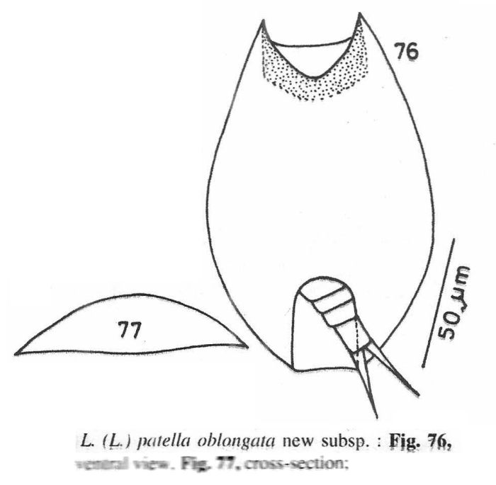 Lepadella patella oblongata - Original description image