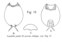 Lepadella patella parvula