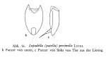 Lepadella patella persimilis