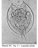 Lepadella patella persimilis