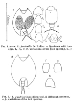 Lepadella patella persimilis