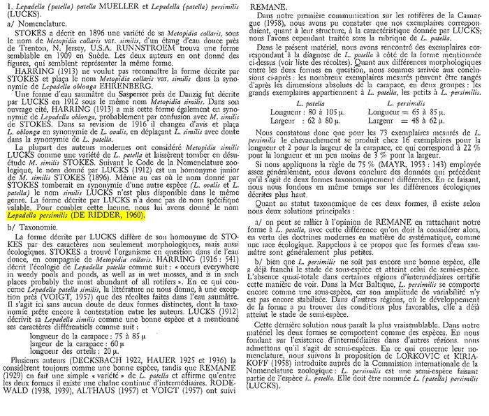 Lepadella patella persimilis - Original description image