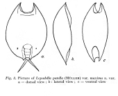 Lepadella patella var. maxima