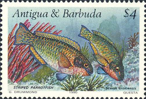 Scarus croicensis Scarus croicensis