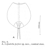 Lepadella pejleri - Original description image