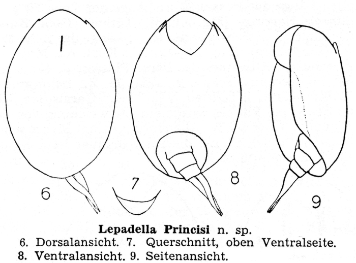 Lepadella princisi - Original description image