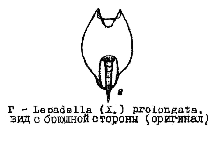 Lepadella prolongata - Original description image