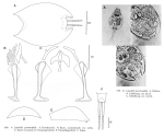 Lepadella psammophila - Original description image