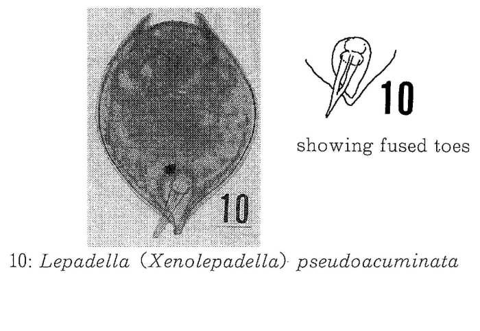 Lepadella pseudoacuminata - Original description image