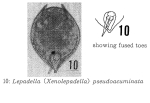 Lepadella pseudoacuminata