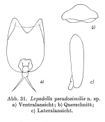 Lepadella pseudosimilis - Original description image
