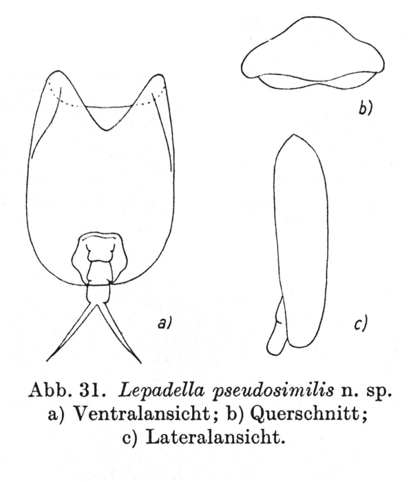Lepadella pseudosimilis - Original description image