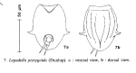 Lepadella pterygoida