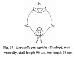 Lepadella pterygoida