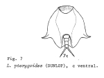 Lepadella pterygoida