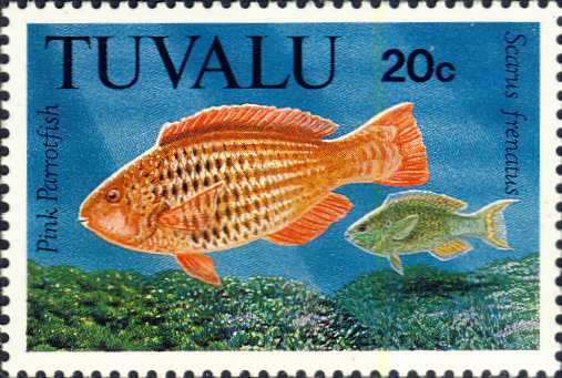 Scarus frenatus Scarus frenatus