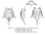 Lepadella pterygoida