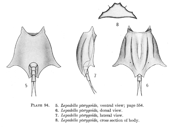 Lepadella pterygoida Lepadella pterygoida