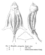 Lepadella pterygoida - Original description image