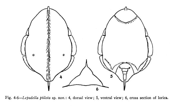 Lepadella ptilota - Original description image