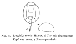Lepadella pumilo